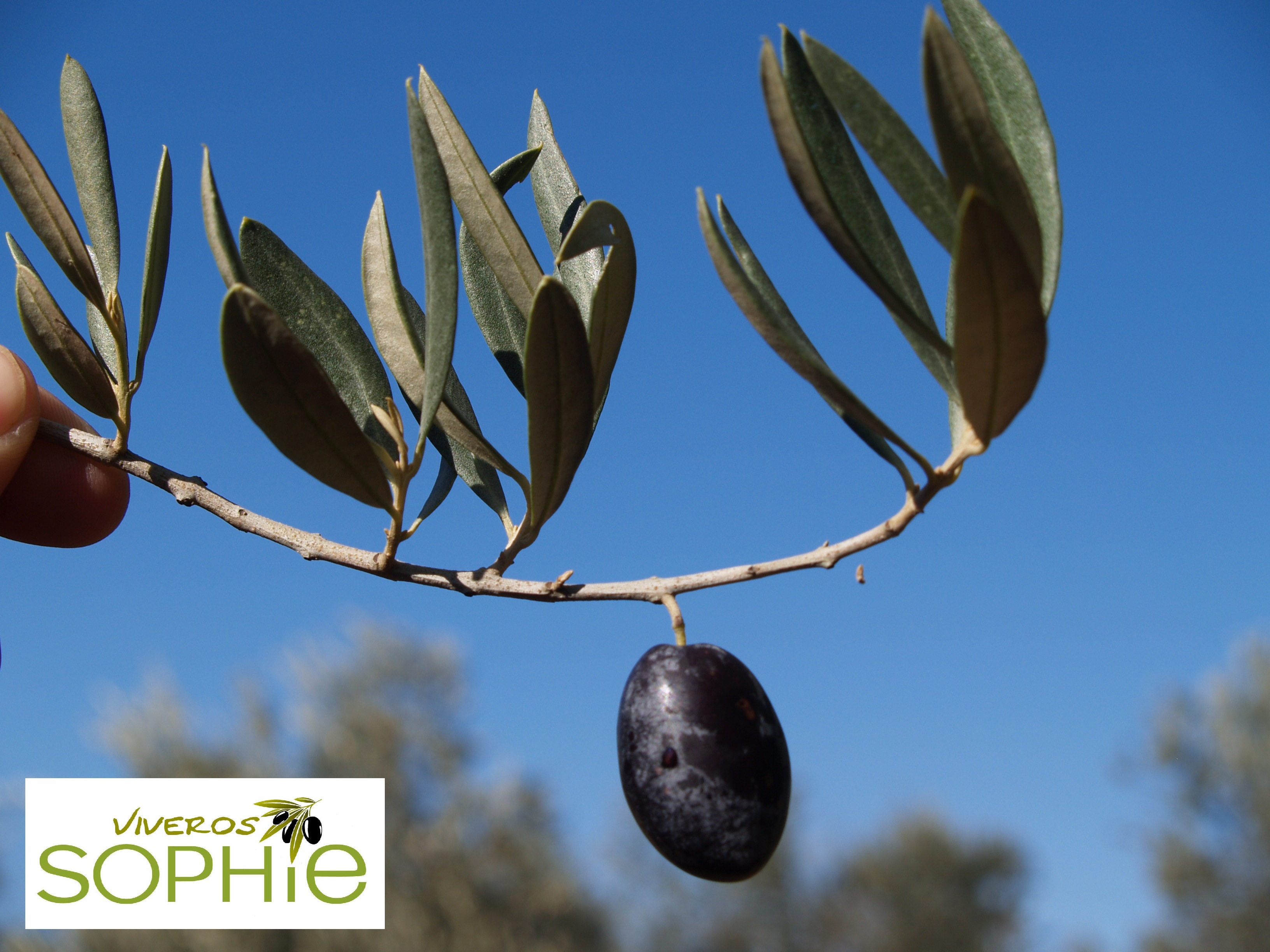 Variedad de olivo OLIVO  MACHO  DE  SANTISTEBAN  DEL  PUERTO